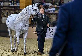 Katara International Arabian Horse Festival (KIAHF) 2025