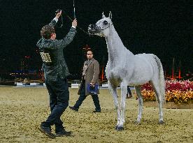 Katara International Arabian Horse Festival (KIAHF) 2025