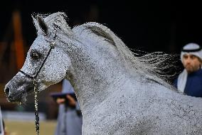 Katara International Arabian Horse Festival (KIAHF) 2025