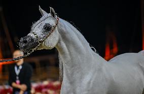 Katara International Arabian Horse Festival (KIAHF) 2025