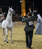 Katara International Arabian Horse Festival (KIAHF) 2025