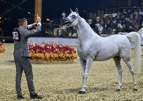 Katara International Arabian Horse Festival (KIAHF) 2025