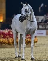 Katara International Arabian Horse Festival (KIAHF) 2025