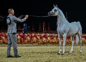 Katara International Arabian Horse Festival (KIAHF) 2025