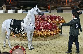 Katara International Arabian Horse Festival (KIAHF) 2025