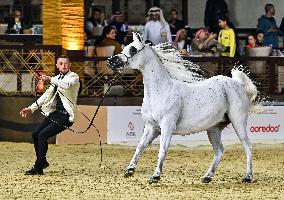 Katara International Arabian Horse Festival (KIAHF) 2025