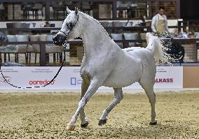 Katara International Arabian Horse Festival (KIAHF) 2025