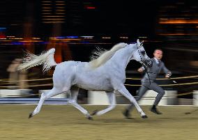 Katara International Arabian Horse Festival (KIAHF) 2025