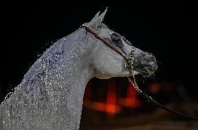 Katara International Arabian Horse Festival (KIAHF) 2025