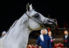 Katara International Arabian Horse Festival (KIAHF) 2025