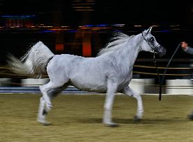 Katara International Arabian Horse Festival (KIAHF) 2025