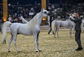 Katara International Arabian Horse Festival (KIAHF) 2025