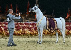 Katara International Arabian Horse Festival (KIAHF) 2025