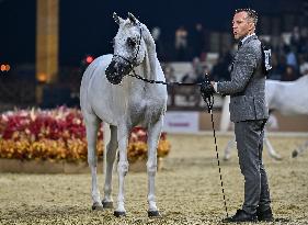 Katara International Arabian Horse Festival (KIAHF) 2025