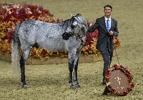 Katara International Arabian Horse Festival (KIAHF) 2025