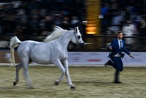 Katara International Arabian Horse Festival (KIAHF) 2025