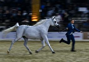 Katara International Arabian Horse Festival (KIAHF) 2025