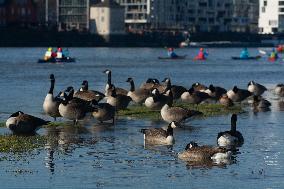 Protesters Paddle For Diversity In Cologne