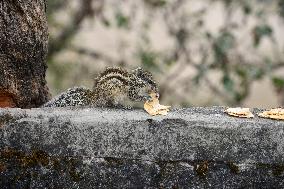 India Animal Squirrel