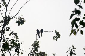 Birds In India