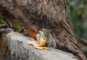 India Animal Squirrel