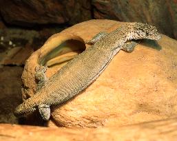Baltic Dragons