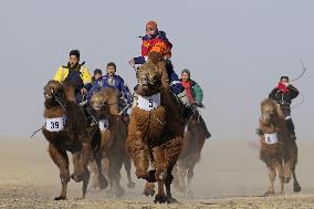 Camel race in Mongolia