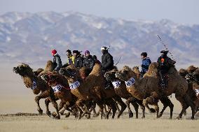 Camel race in Mongolia