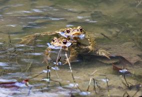 Toads in mating season