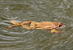 Toads in mating season