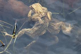 Toads in mating season