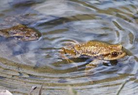 Toads in mating season