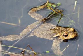 Toads in mating season