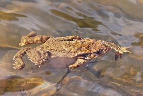 Toads in mating season