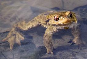 Toads in mating season