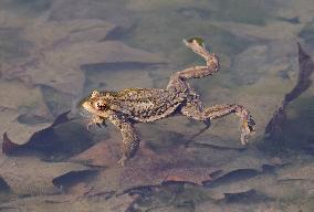 Toads in mating season