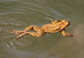 Toads in mating season