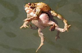 Toads in mating season