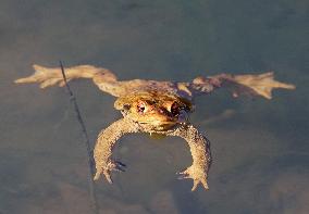 Toads in mating season