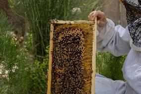 Afghan Women Honey Farming