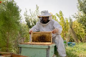 Afghan Women Honey Farming