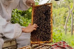 Afghan Women Honey Farming