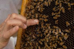 Afghan Women Honey Farming