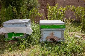 Afghan Women Honey Farming