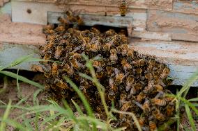 Afghan Women Honey Farming