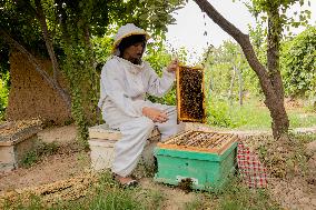 Afghan Women Honey Farming