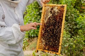 Afghan Women Honey Farming