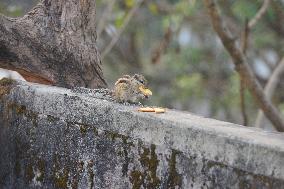 Squirrel Is Eating Food