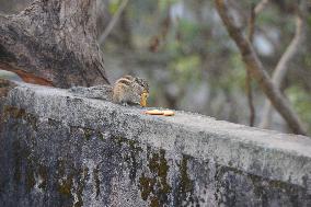 Squirrel Is Eating Food