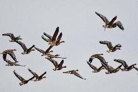 Greater White-Fronted Geese In Flight